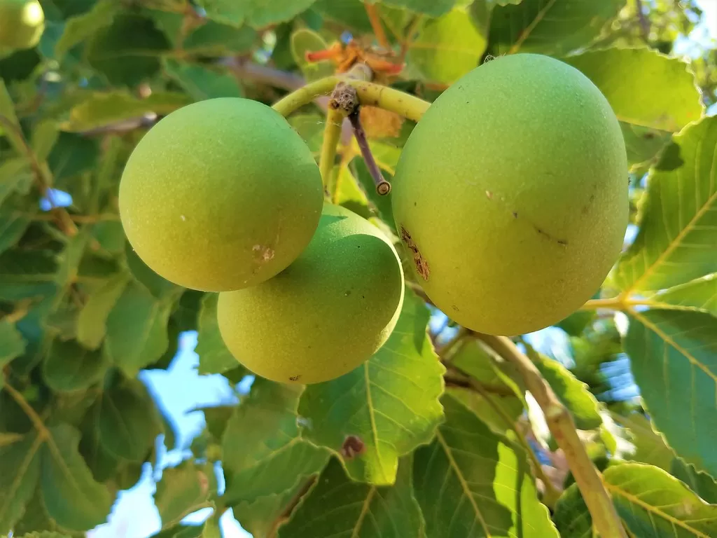 Ceará é 2º estado brasileiro com maior extração de Pequi para óleo