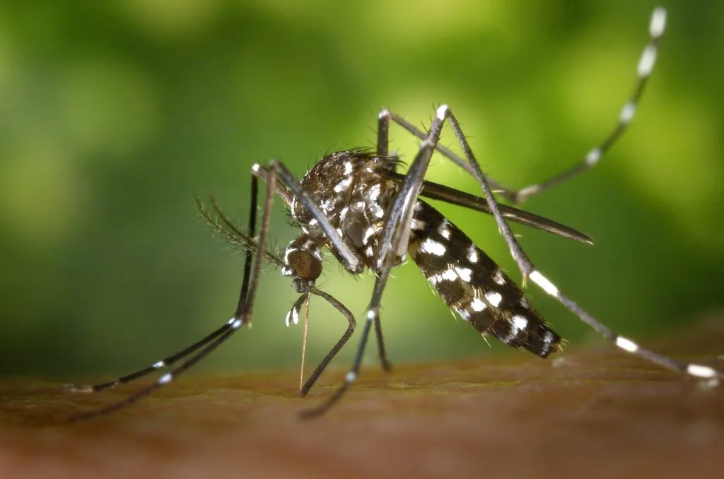 Fábrica de ‘mosquitos do bem’ será instalada no Ceará para combater a transmissão de dengue, zika e chikungunya