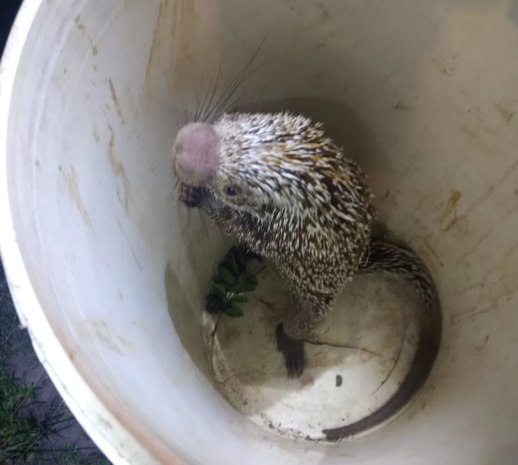 Porco-espinho é encontrado em quintal no interior do Ceará