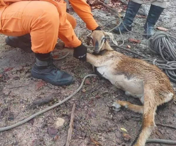 Seis mil animais foram resgatados no Ceará em 2021
