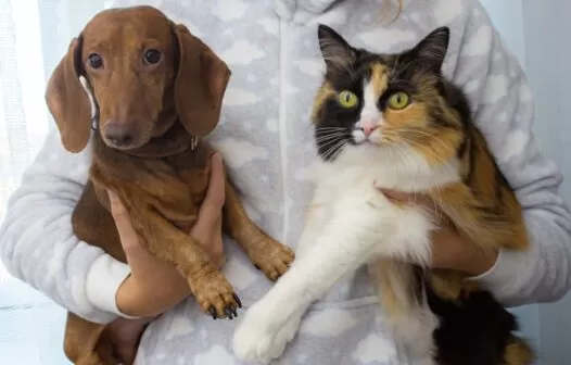 Clínica Veterinária de Fortaleza inicia campanha para doação de sangue de cães e gatos; saiba como participar