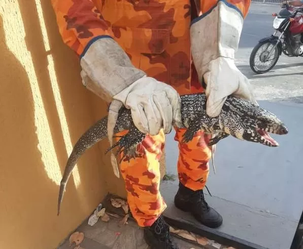 Bombeiros resgatam Tejo confundido com Jacaré em Fortaleza
