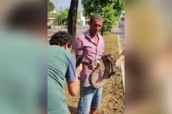 Vídeo: homem resgata jiboia no meio da avenida