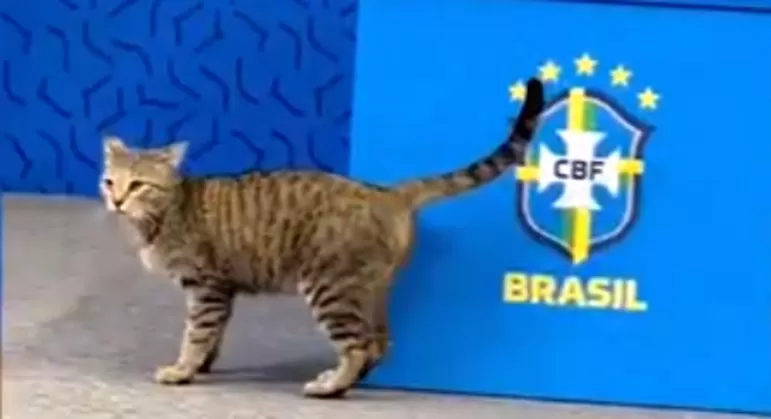 Gato invade entrevista de Vinícius Júnior no Catar, mas é retirado sem delicadeza