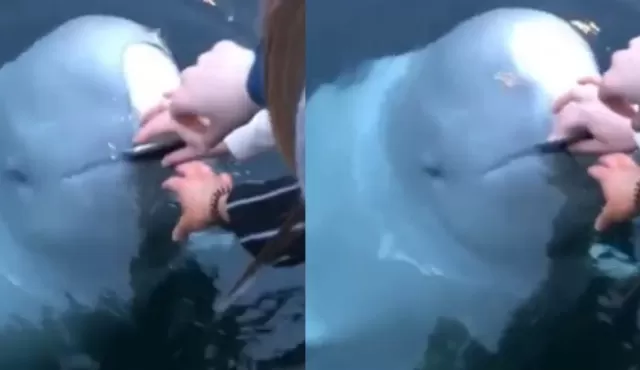 Baleia devolve celular de turista que caiu no mar na Noruega