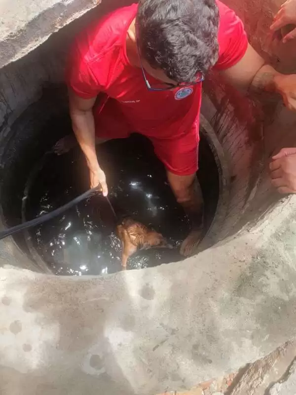 Bombeiros resgatam dois cães que caíram em um poço na Capital