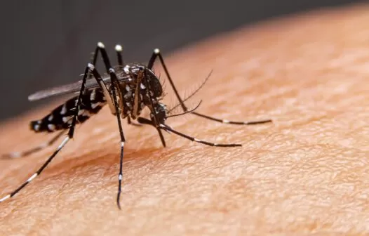 Fortaleza está há 10 anos sem picos de dengue, diz Prefeitura