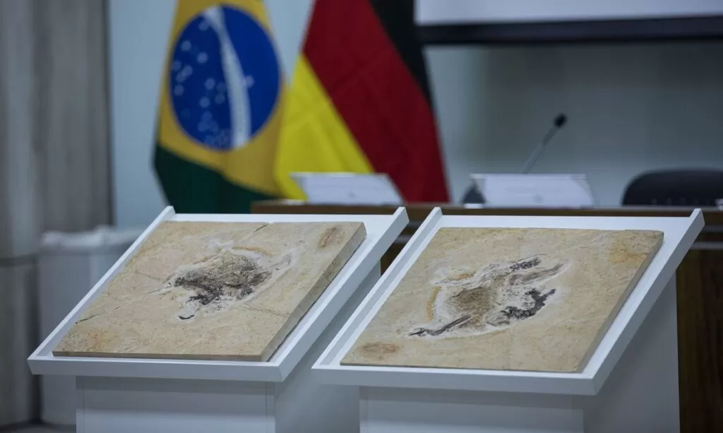 Cerimônia de apresentação do fóssil Ubirajara jubatus acontece nesta quarta-feira (14)