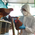 Trabalhador de granja no RS com foco de gripe aviária é isolado por suspeita de infecção