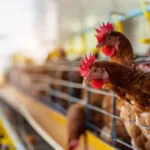 Gripe aviária: Minas Gerais descarta 450 toneladas de ovos férteis