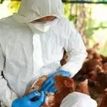 Gripe aviária em granja brasileira: quais os riscos para a saúde?