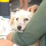 VetMóvel chega com atendimento gratuito ao Bom Jardim