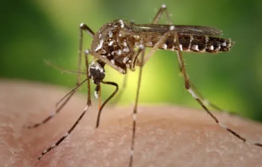 Saiba por que a forma grave de dengue não é mais designada “hemorrágica”