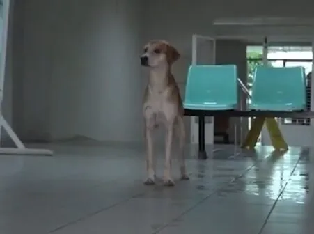Cachorro que esperava na porta de hospital é levado para tratamento e adoção
