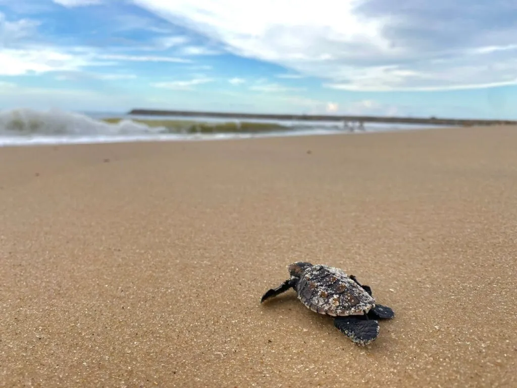 Nascem primeiras tartarugas de ninhos formados na nova faixa de praia do Icaraí, em Caucaia