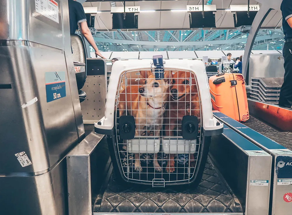 Saiba como é feito o transporte aéreo de animais