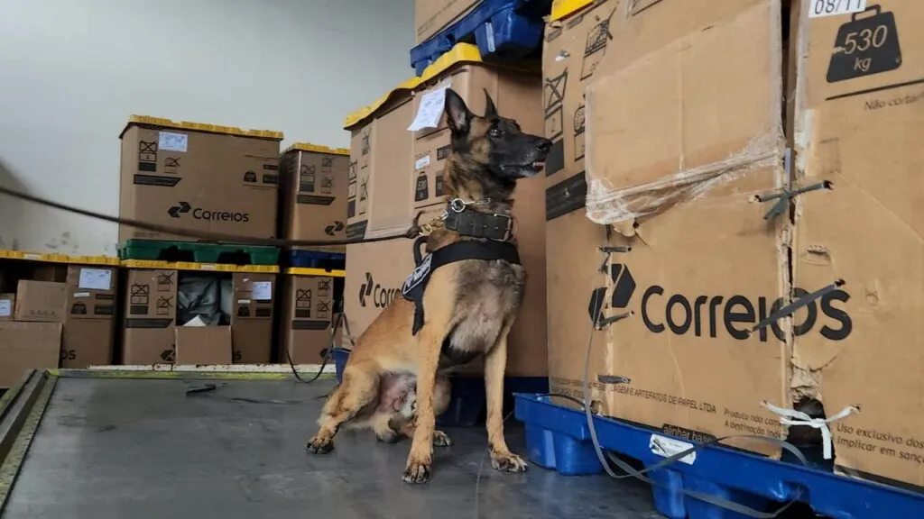 Receita intercepta 1 kg de maconha em fiscalização no Aeroporto de Fortaleza