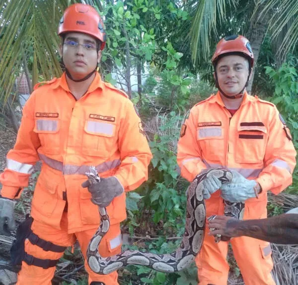Em um dia, Corpo de Bombeiros resgata 30 cobras, no Ceará