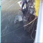 Tartaruga presa em armadilha é resgatada no mar de Fortim, litoral do Ceará