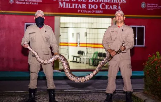 Quase 9 mil animais são resgatados no Ceará em 2024, aponta balanço