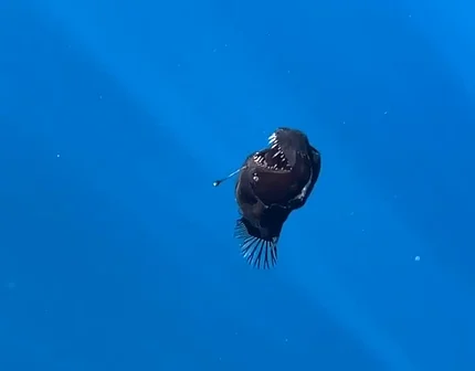 Pesquisadores espanhóis registram peixe ‘Diabo Negro’ à luz do dia pela primeira vez