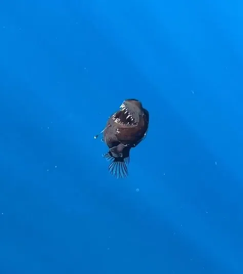 Peixe "diabo negro" é avistado pela 1ª vez próximo a superfície e sob à luz do dia; vídeo