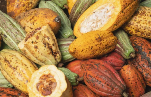 Amelonado é o principal tipo de cacau produzido no Brasil