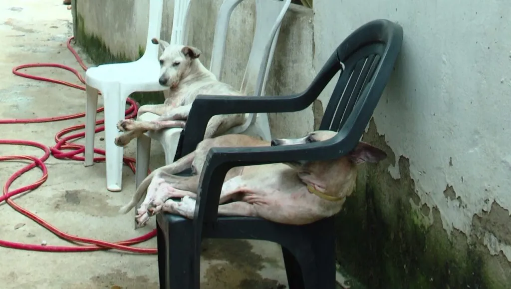 Após fortes chuvas, abrigo precisa de ajuda para transferir animais em Caucaia/CE