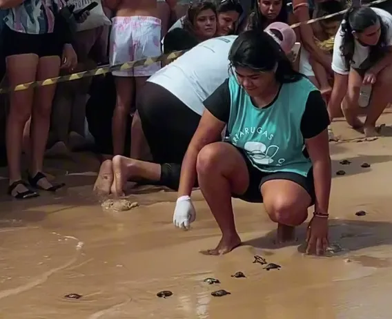 250 ovos de tartaruga eclodem na Praia do Futuro, em Fortaleza; veja o vídeo