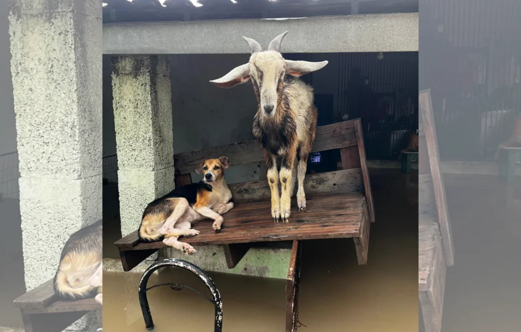 Abrigo faz campanha por doações após alagamento e morte de animais em Caucaia (CE)