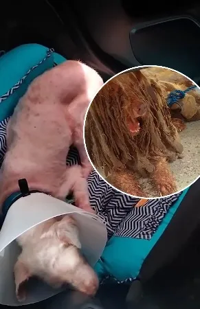 Cachorro resgatado com 3 quilos de pelos sujos recebe alta e ganha novo lar em Fortaleza