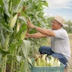 Alta na produção de milho no Brasil pode ajudar a conter inflação, aponta Etene