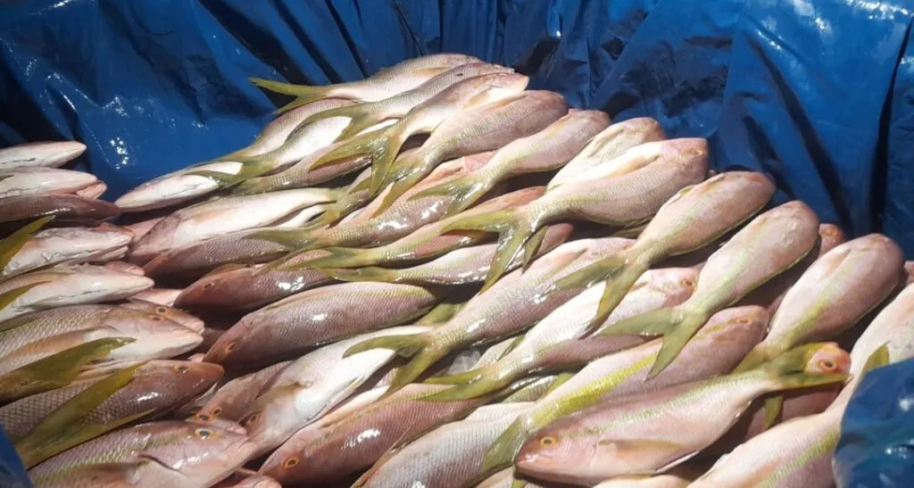Pesca ilegal: Ibama apreende uma tonelada de pargo e guaiuba no porto de Camocim/CE