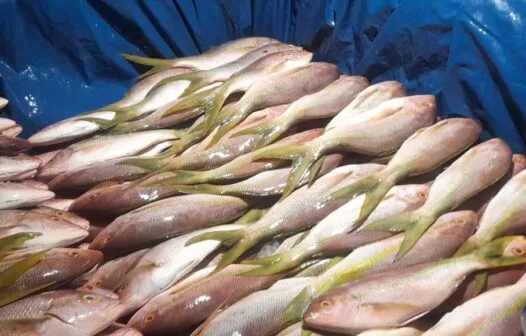 Pesca ilegal: Ibama apreende uma tonelada de pargo e guaiuba no porto de Camocim/CE