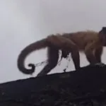 Macaco-prego acorrentado é resgatado pela Guarda Municipal em bairro de Fortaleza