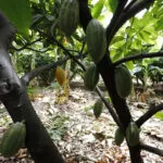 Ceará investe na produção de cacau fino e mira expansão para outros mercados, aponta SDE