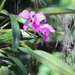 Orquídea Cattleya labiata é oficializada como flor símbolo do Ceará