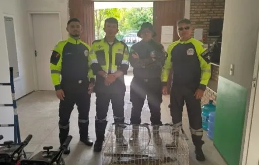 Jacaré é resgatado por agentes de trânsito na Praia do Cumbuco