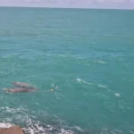 Peixes-bois são avistados na Praia de Iracema em momento de reintrodução à natureza