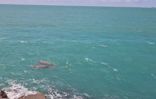 Peixes-bois são avistados na Praia de Iracema em momento de reintrodução à natureza