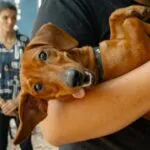 Com serviço de castração, Pet Ceará Móvel amplia atendimentos e chega ao Planalto Ayrton Senna