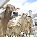 Ceará recebe certificado internacional como estado livre da febre aftosa sem vacinação