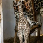 Público poderá escolher nome de bebê girafa nascida no zoológico de São Paulo