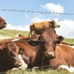 Brasil é reconhecido pela OMSA como país livre de febre aftosa sem vacinação