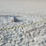 Tartaruga-de-pente é encontrada morta em praia de Fortaleza e área é isolada para investigação