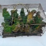 Operação da Polícia Militar apreende 81 animais silvestres na Feira da Parangaba, em Fortaleza