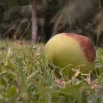 Paraipaba (CE) conquista mercado internacional com tecnologia e qualidade no cultivo do coco
