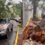 Árvore cai em carro na Avenida Heráclito Graça, em Fortaleza, durante fortes chuvas