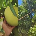 Manga de mais de 2 kg é colhida em Cascavel, no Ceará