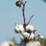Produção de algodão no Ceará cresce e deve ganhar novo impulso em 2026